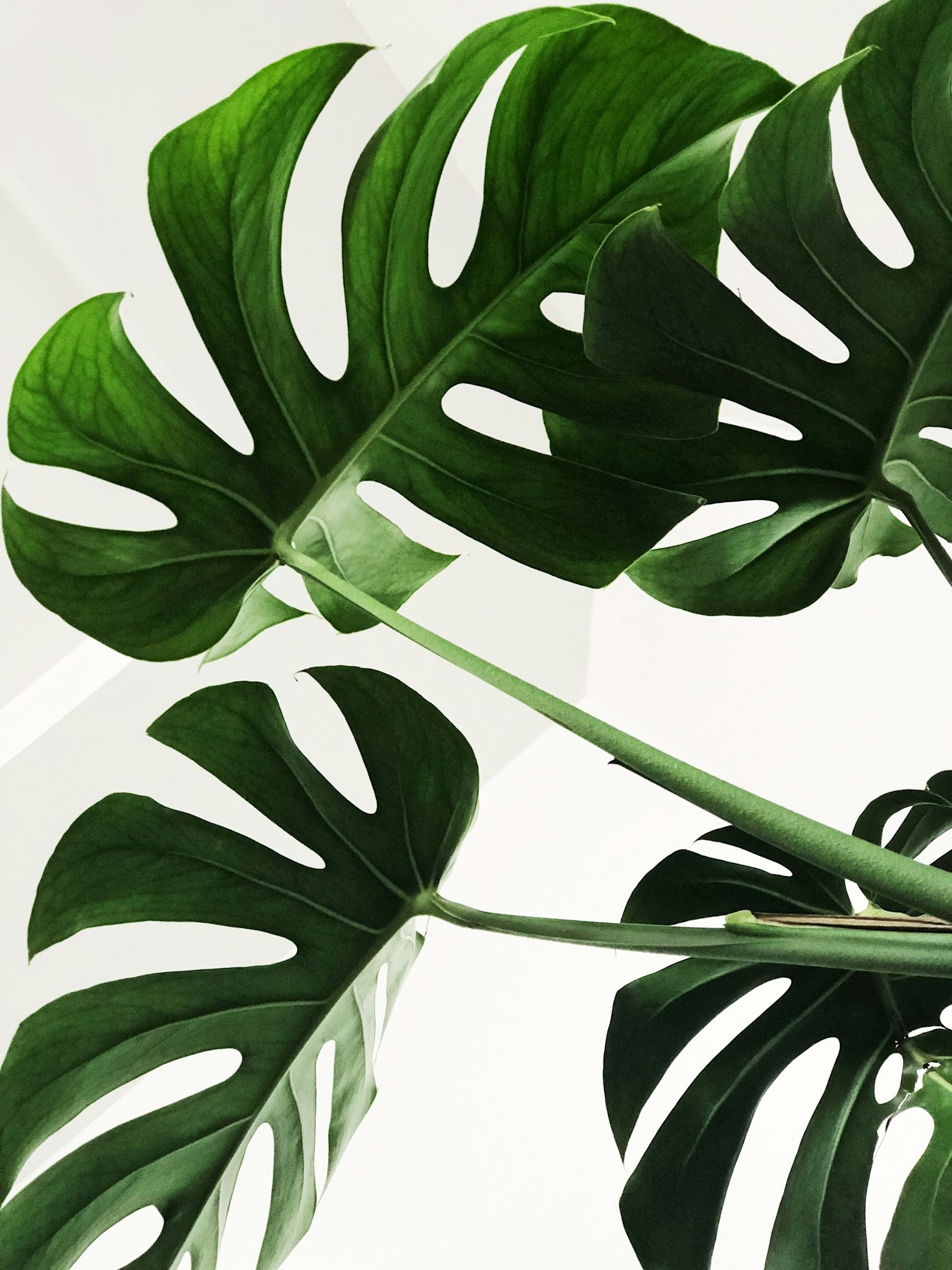 Longevidade e Qualidade de Vida com Produtos Naturais